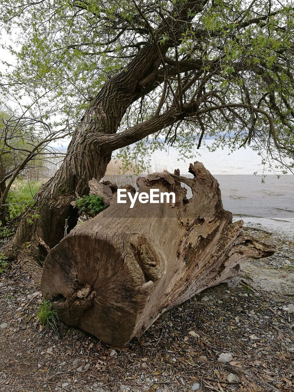 CLOSE-UP OF ELEPHANT ON TREE