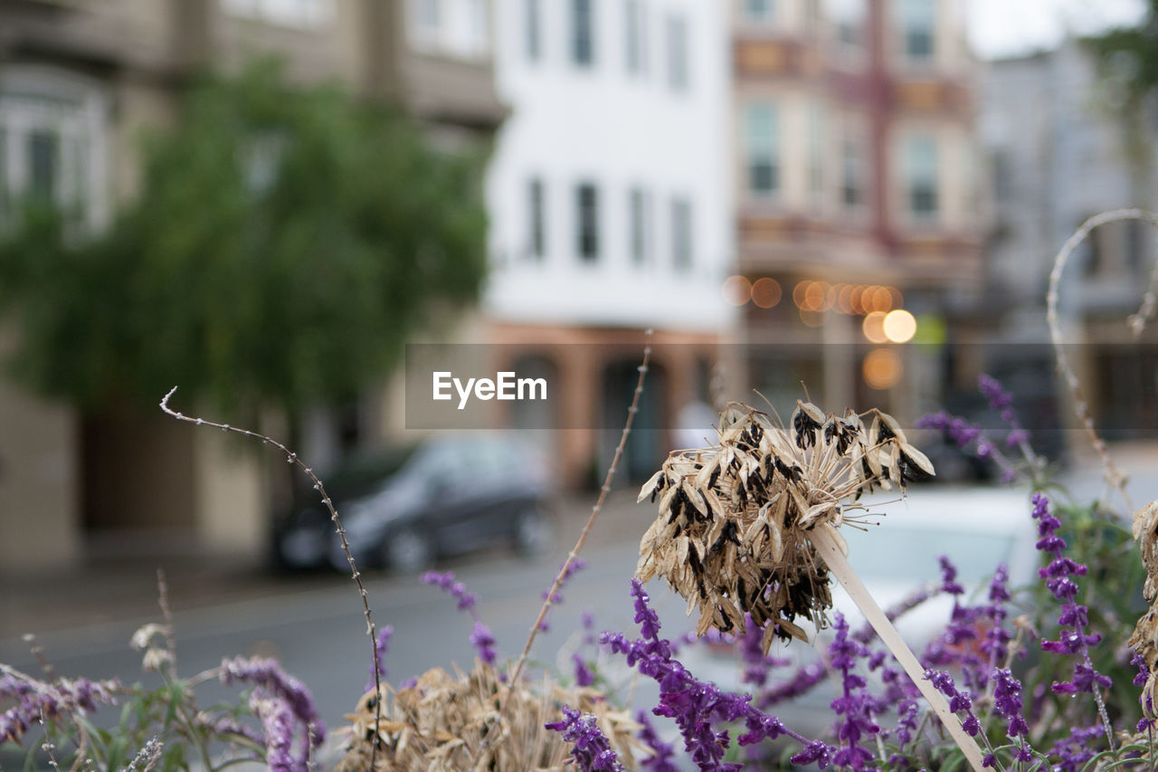 Close-up of flowers by road against buildings