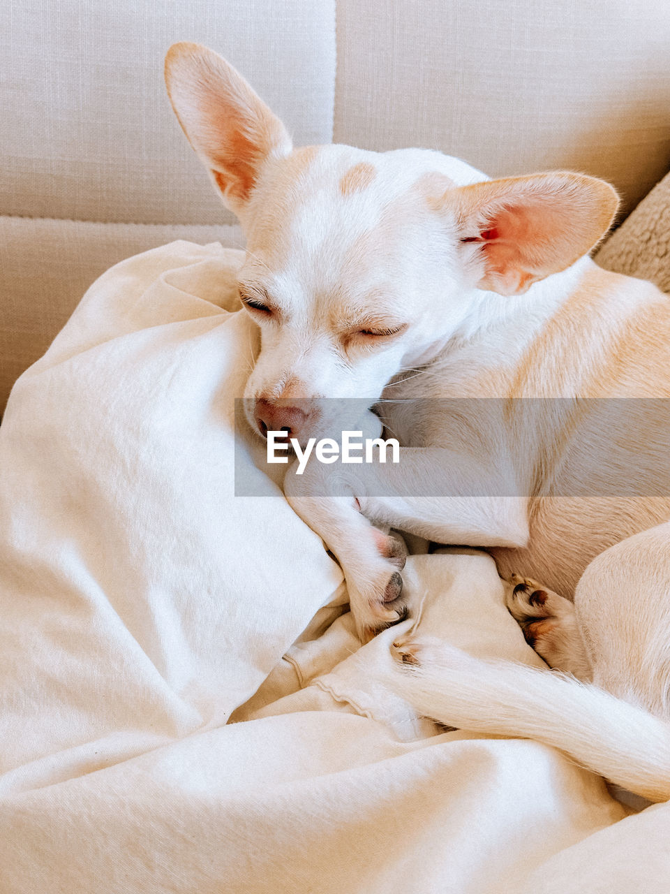 Close-up of dog sleeping on bed at home