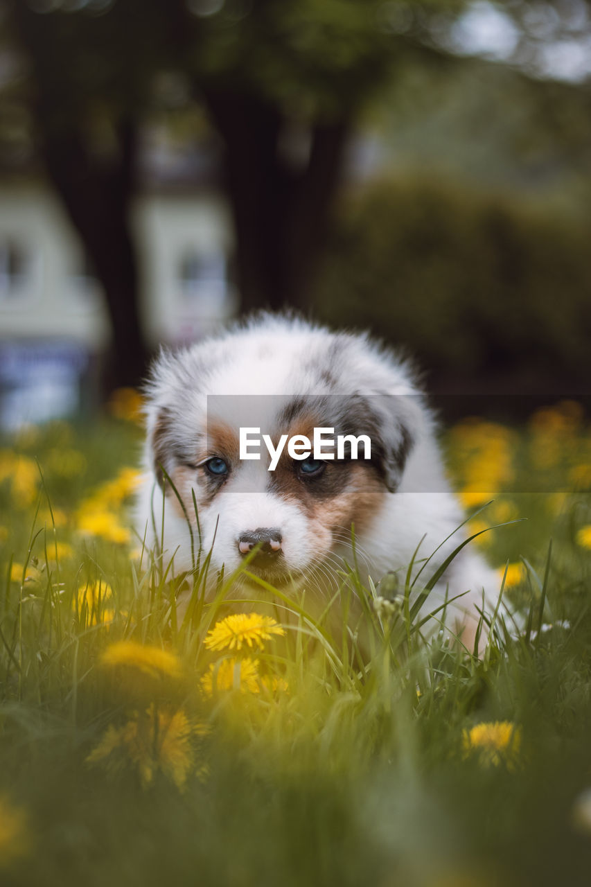 Blue merle sitting in the grass, resting after a run