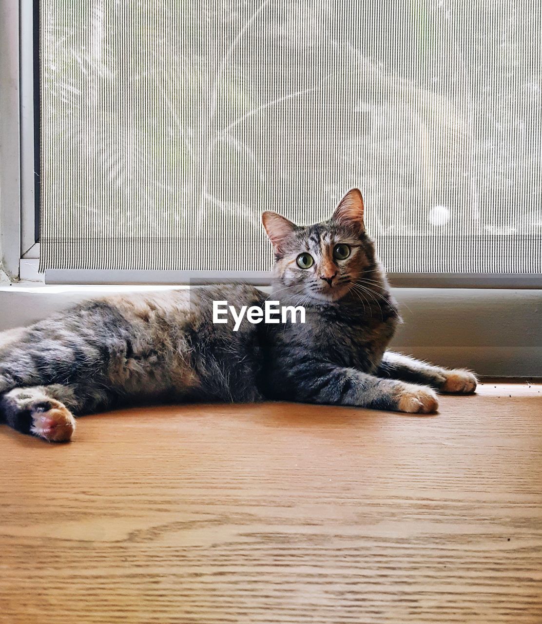 CAT SITTING ON WINDOW