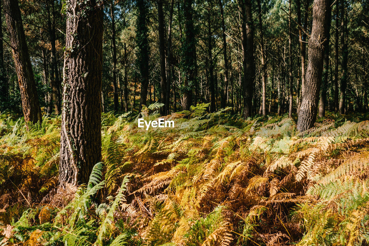 PINE TREES IN FOREST AGAINST SKY