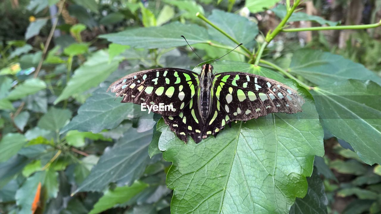 CLOSE-UP OF BUTTERFLY ON PLANT