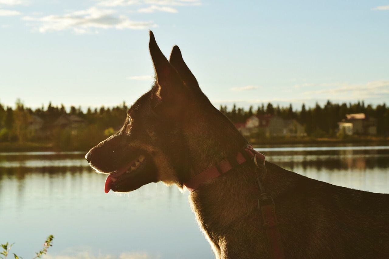 Close-up of dog by lake