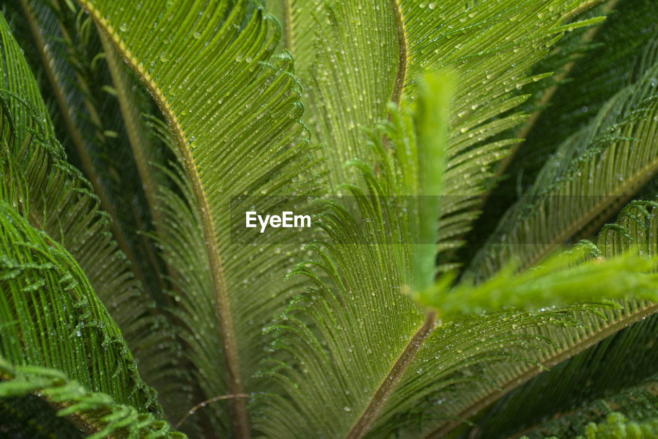 Close-up of raindrops on palm tree leaves