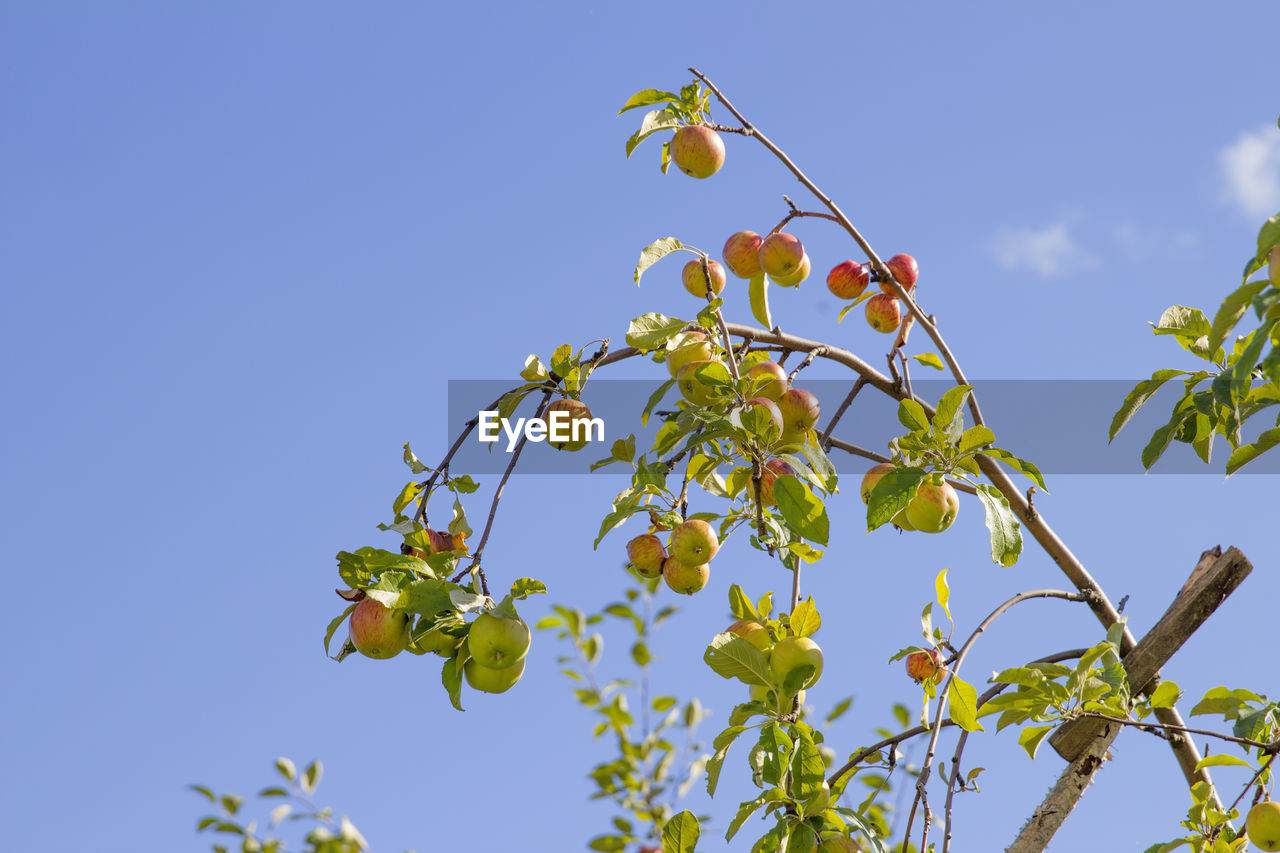 LOW ANGLE VIEW OF BERRIES GROWING ON TREE AGAINST SKY