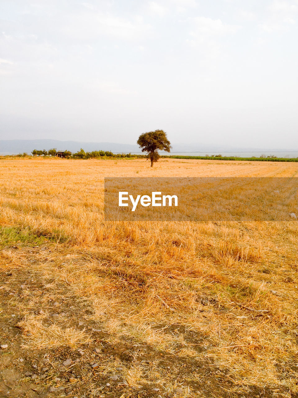 Scenic view of empty wheat field field against sky and a tree in the middle