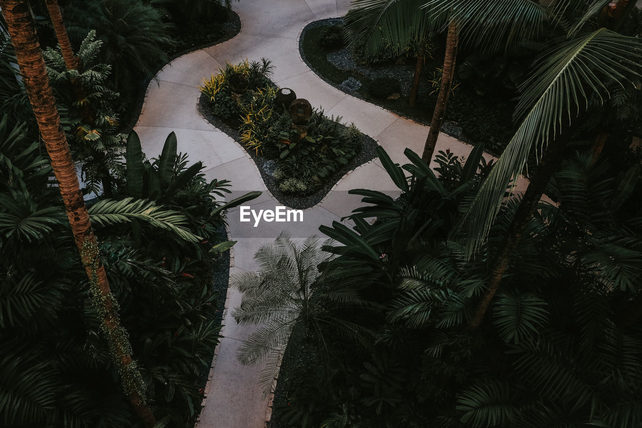 HIGH ANGLE VIEW OF PALM TREES IN FARM