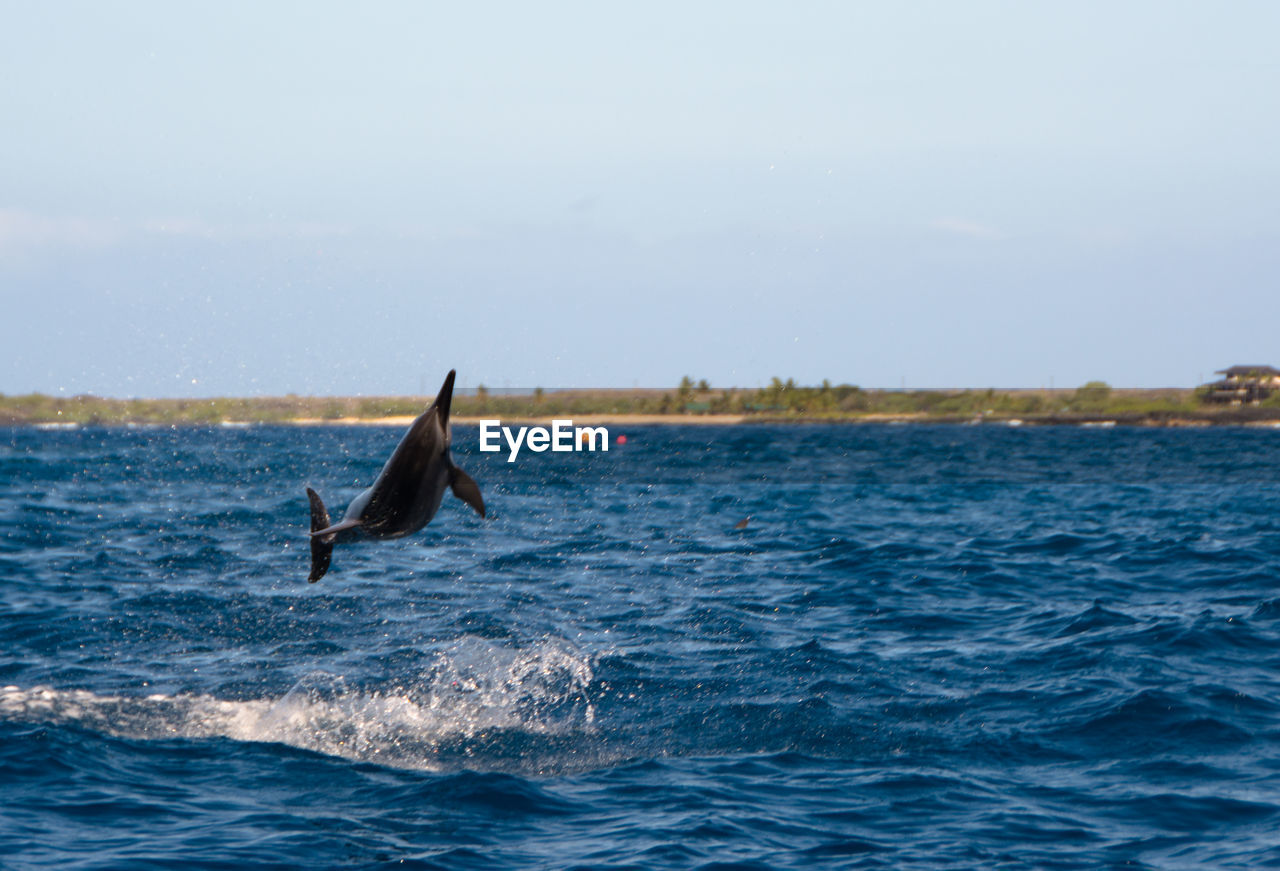 VIEW OF BIRDS IN THE SEA