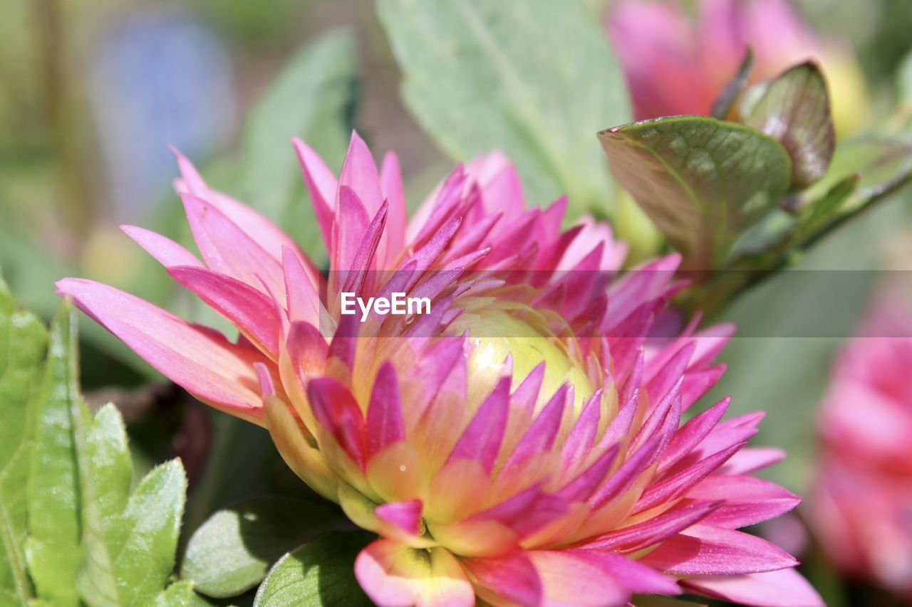 CLOSE-UP OF PINK FLOWER PLANT