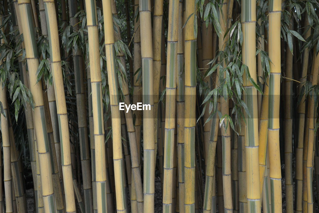 Full frame shot of bamboo plants in forest