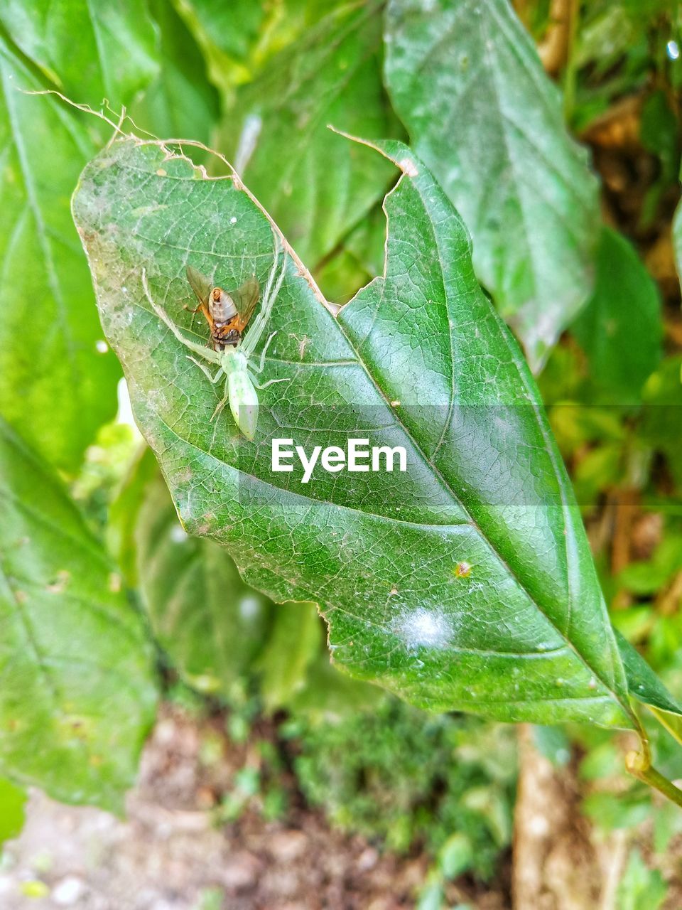 CLOSE-UP OF GRASSHOPPER ON LEAF