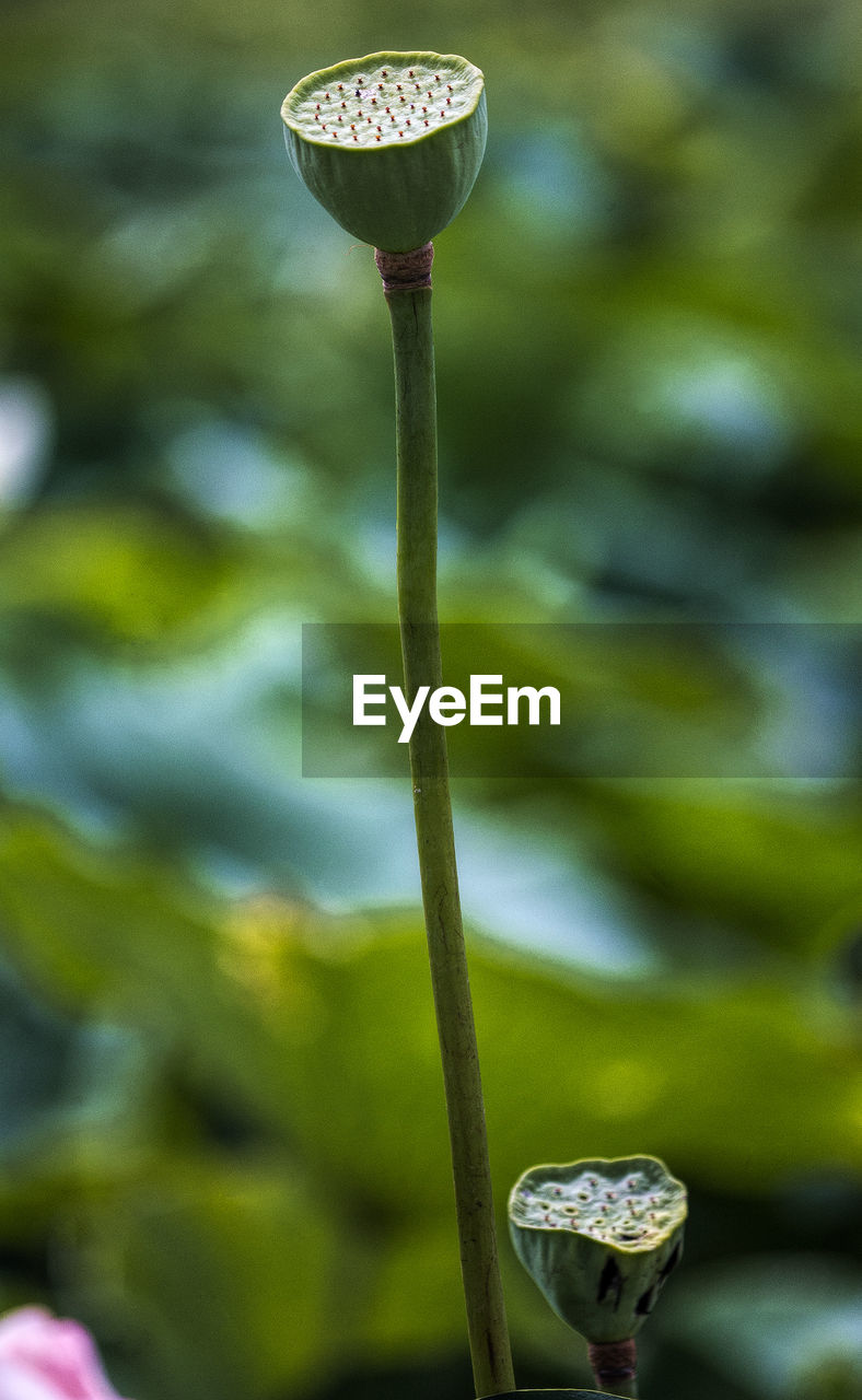 CLOSE-UP OF WATER ON PLANT