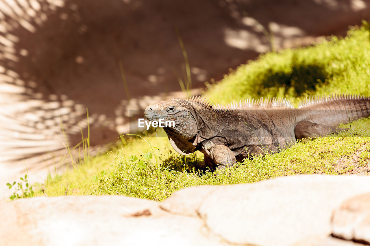 CLOSE-UP OF LIZARD ON GROUND