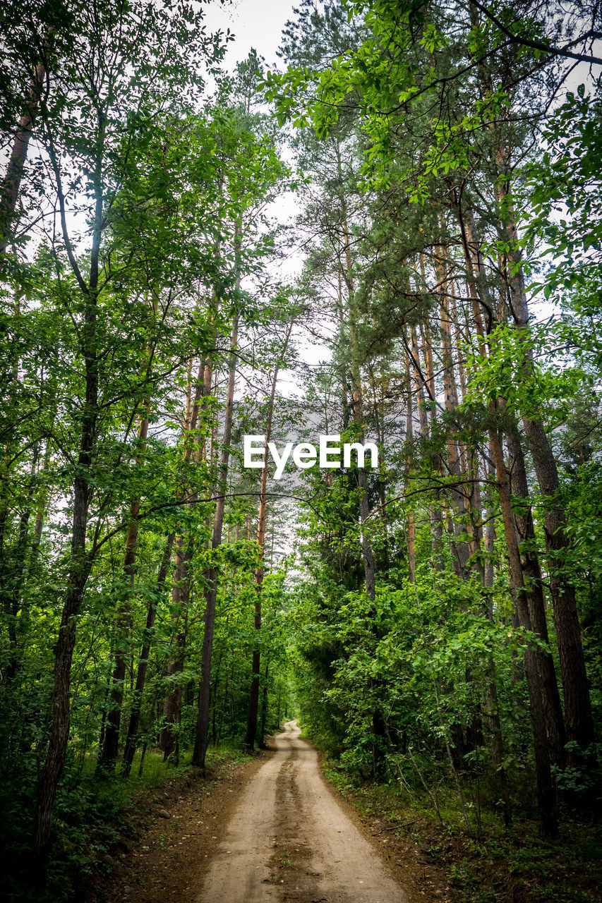 ROAD ALONG TREES IN FOREST