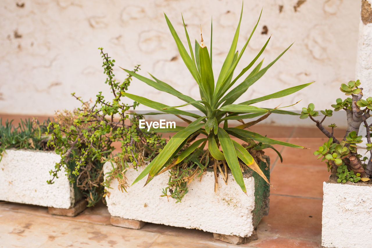 HIGH ANGLE VIEW OF PLANT GROWING IN CONTAINER