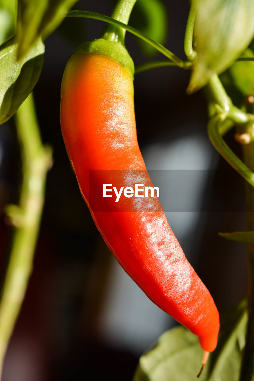 Close-up of red chili peppers hanging outdoors