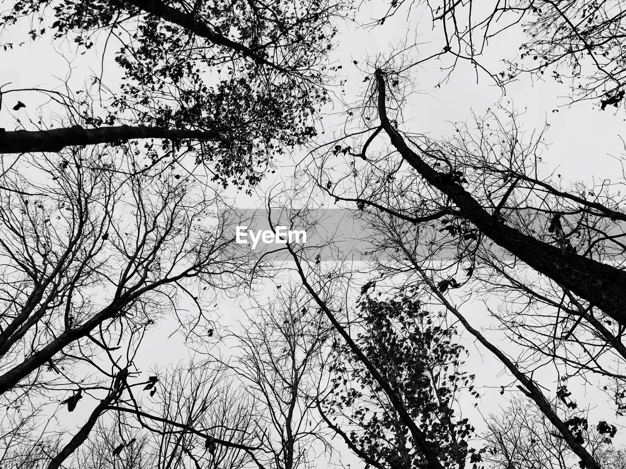 Low angle view of trees against sky