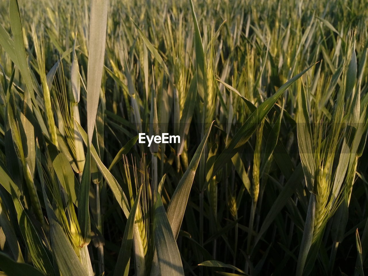 Close-up of wheat field