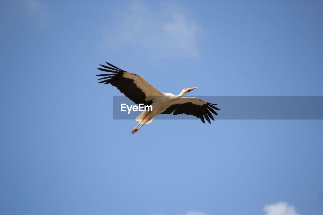 Low angle view of bird flying