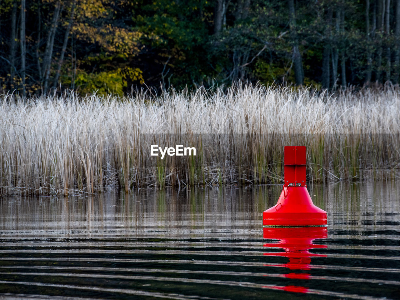 Red floating in autumn water in lake