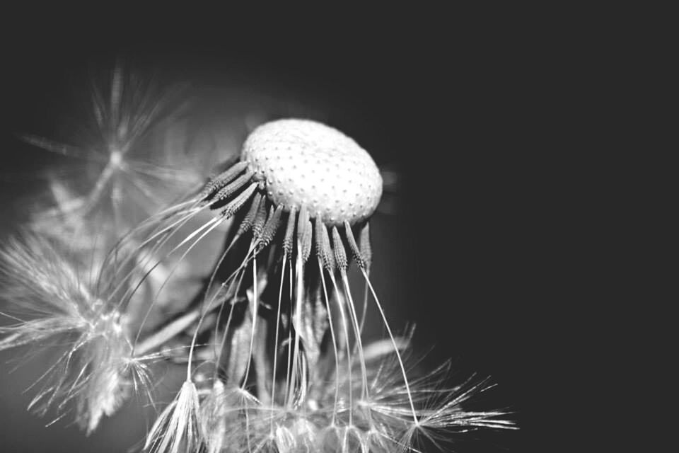 CLOSE-UP OF DANDELION OVER WHITE BACKGROUND