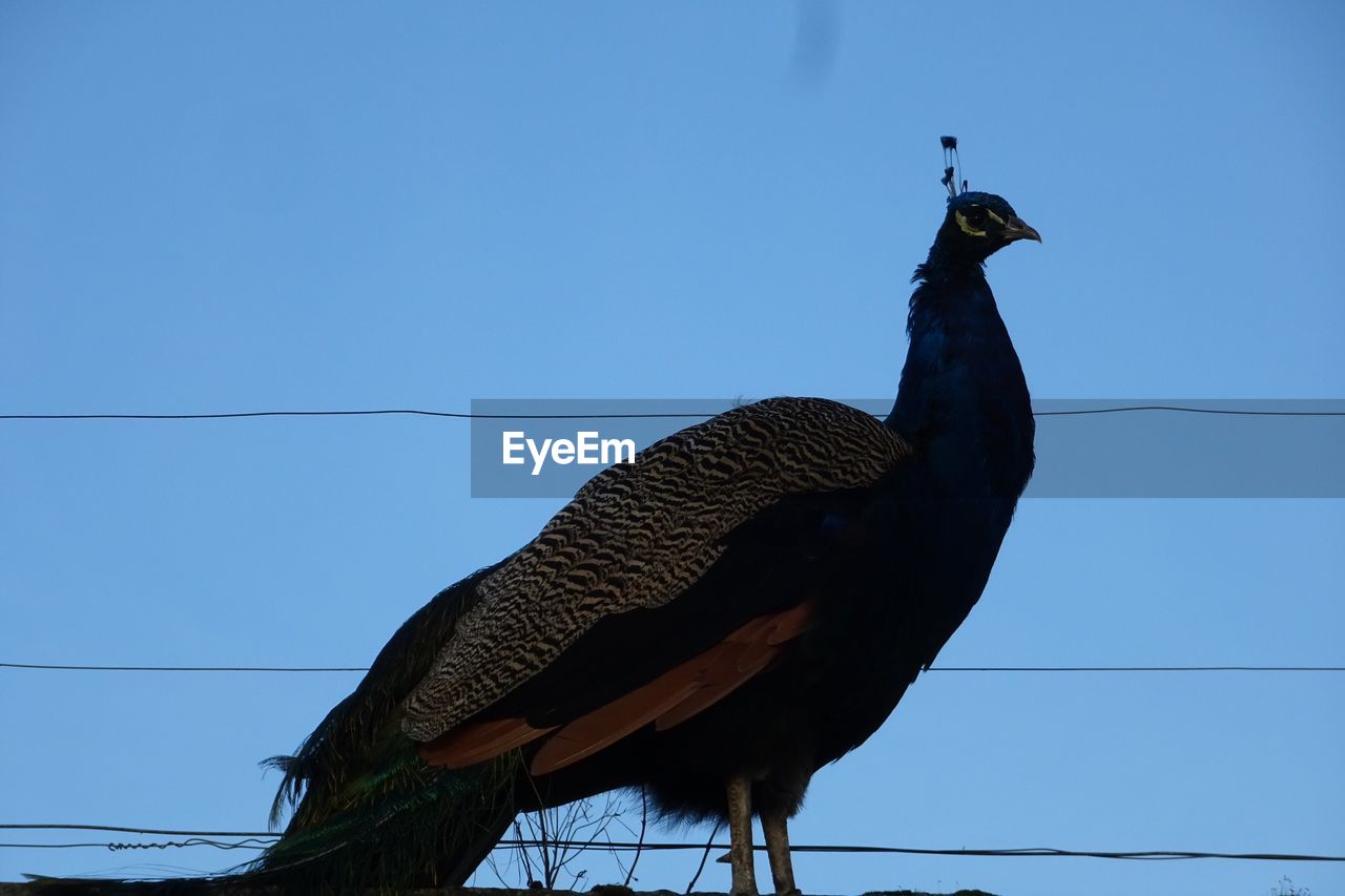 LOW ANGLE VIEW OF PEACOCK PERCHING AGAINST BLUE SKY