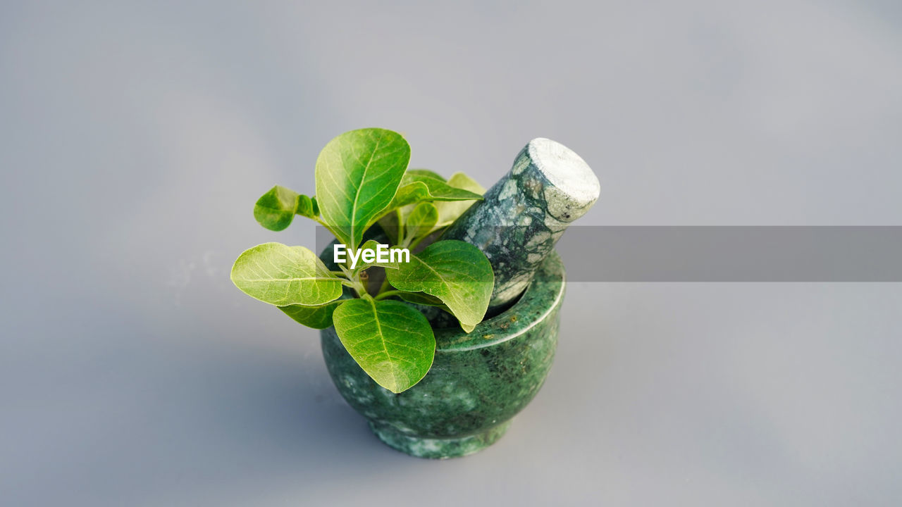 green, leaf, plant part, food and drink, flower, macro photography, plant, studio shot, food, freshness, nature, herb, mint leaf - culinary, indoors, no people, close-up, healthy eating, petal, gray background, gray, wellbeing, copy space, drink, environmental conservation, refreshment, growth, fruit, still life, yellow, produce