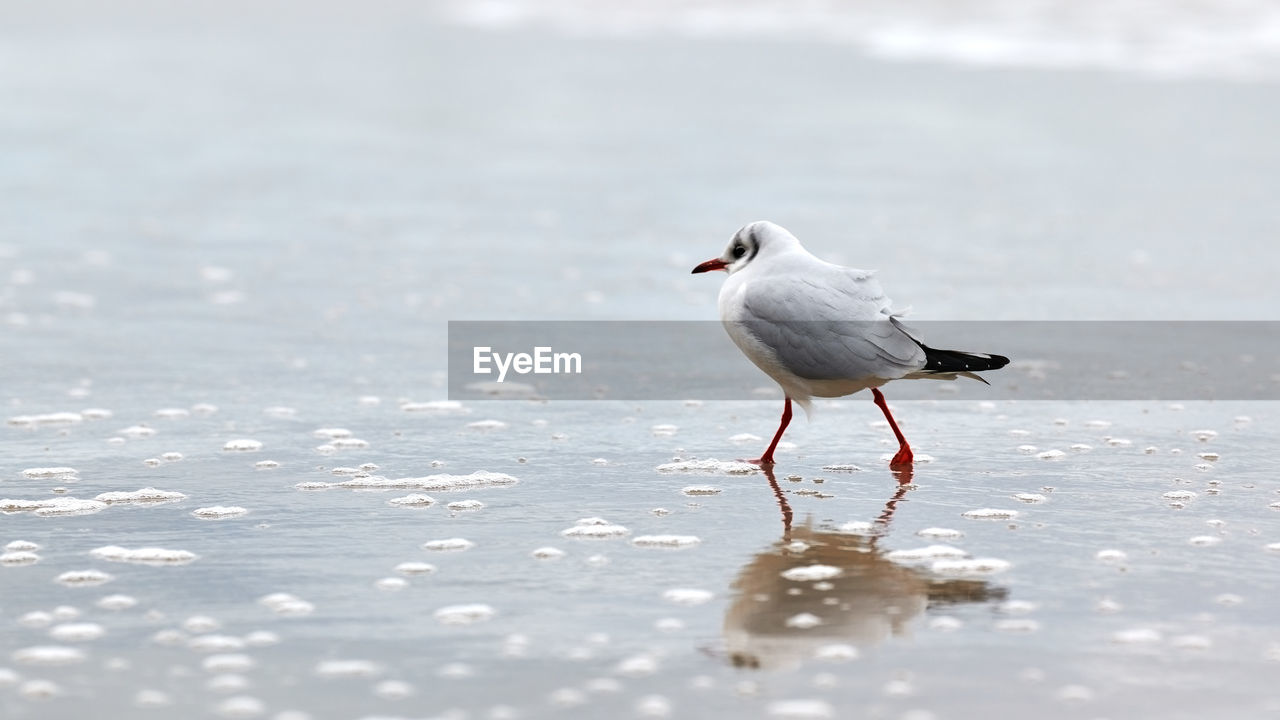 Seagull walking along sea. black-headed gull, chroicocephalus ridibundus, standing on beach by sea