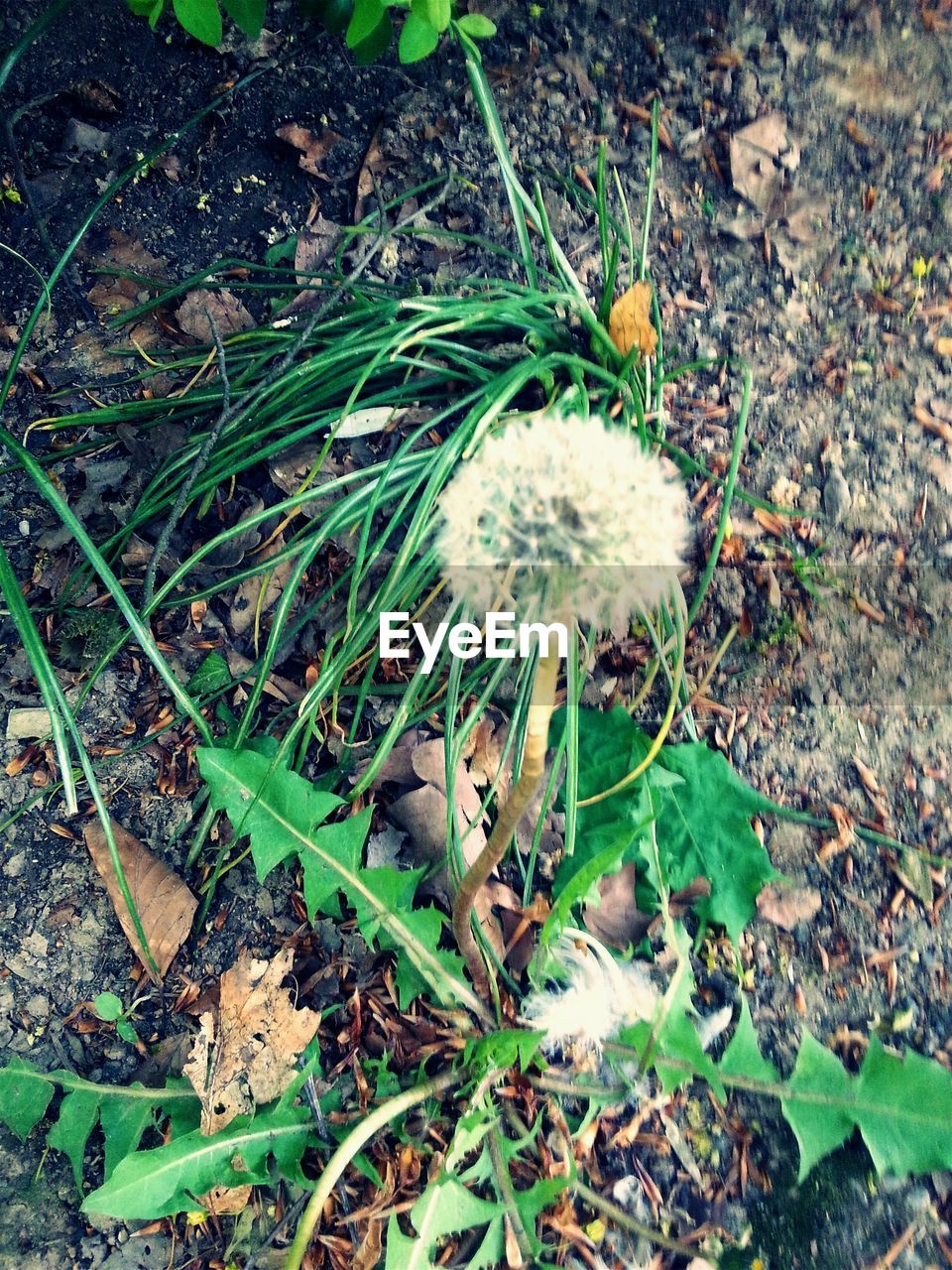 CLOSE-UP OF PLANTS GROWING ON FIELD