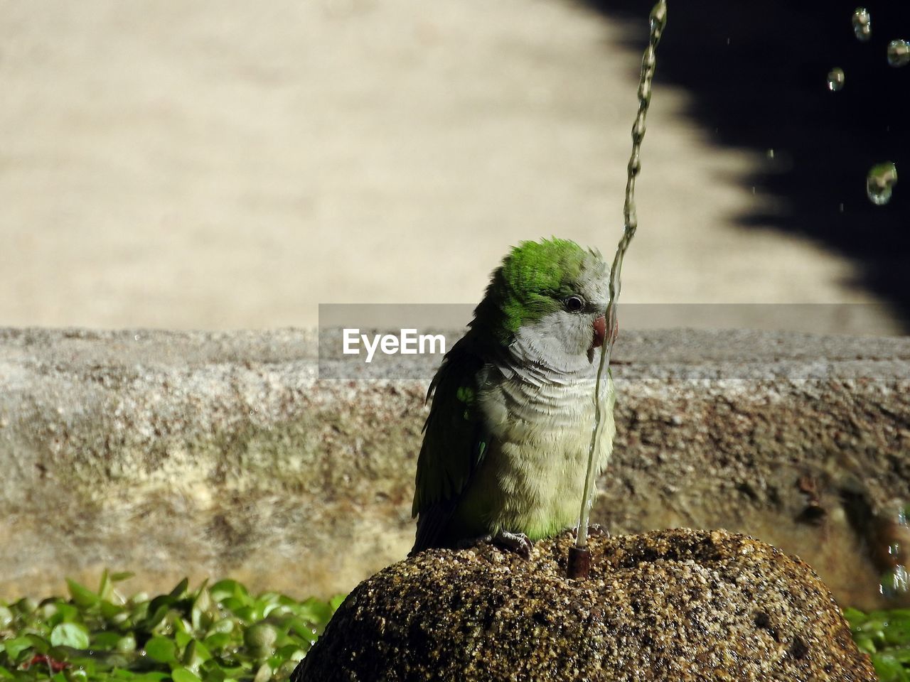 CLOSE-UP OF BIRD PERCHING ON ROCK AGAINST WATER