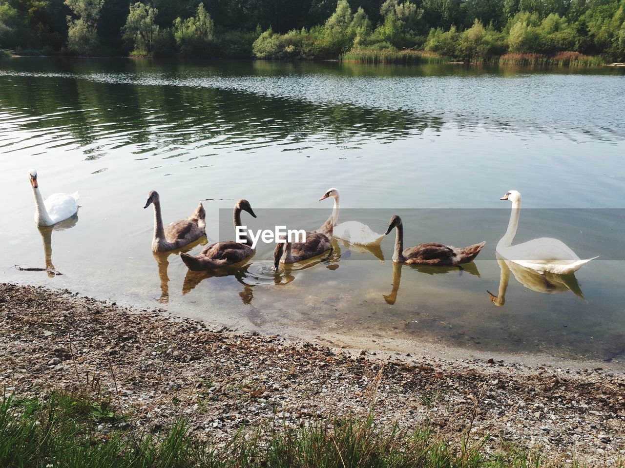 BIRDS ON LAKESHORE