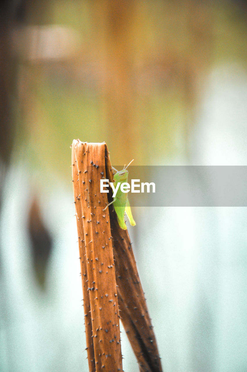 CLOSE-UP OF GRASSHOPPER ON RUSTY WOOD