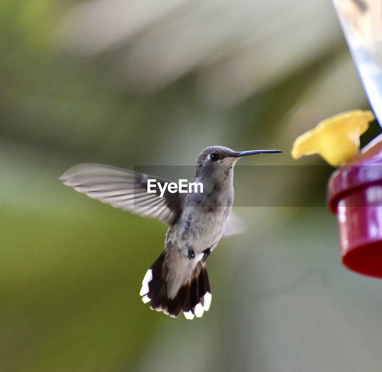 Close-up of  hummingbird bird flying