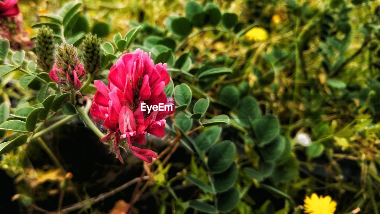 CLOSE-UP OF FLOWERS BLOOMING