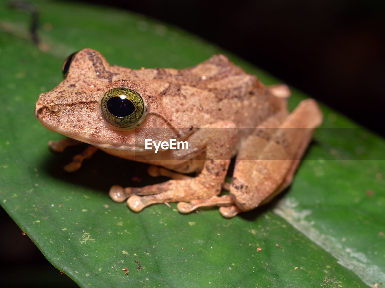 Philautus hosii - hose's bush frog in tawau hills park, borneo