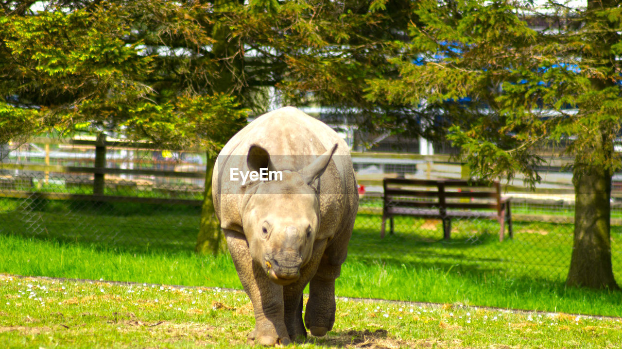 Rhinoceros looking at camera