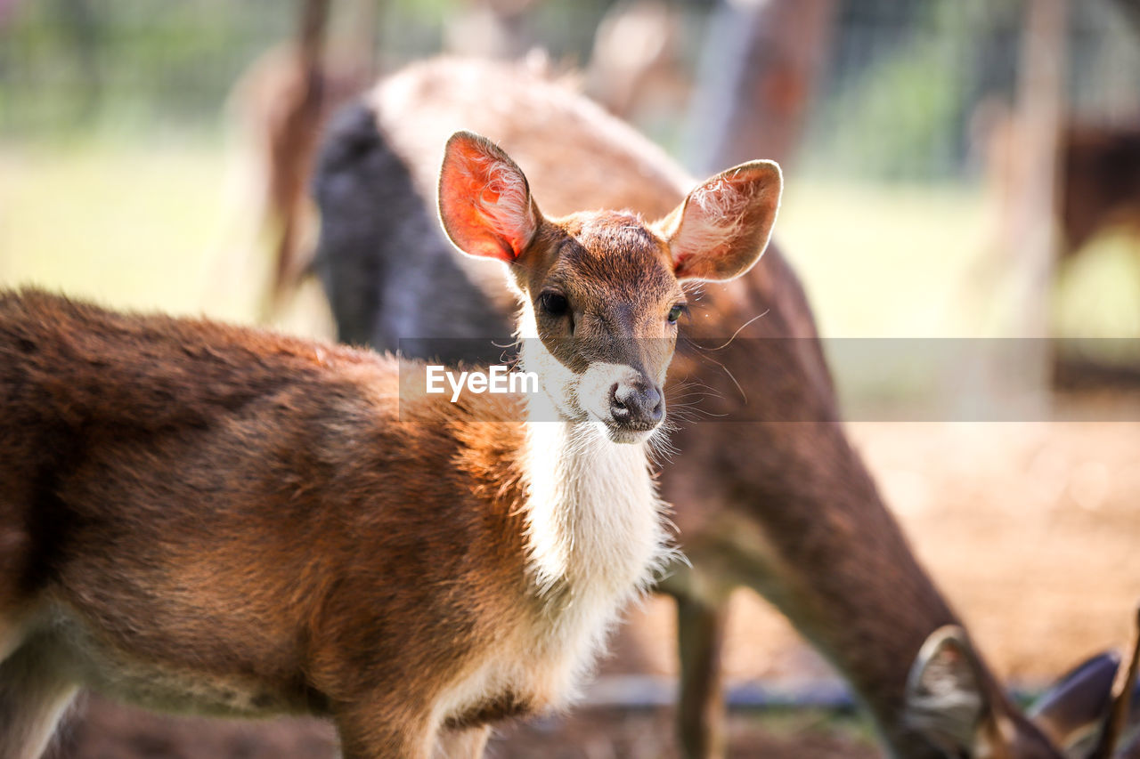 Deer on farm