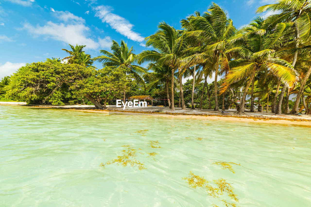 SCENIC VIEW OF PALM TREES ON BEACH