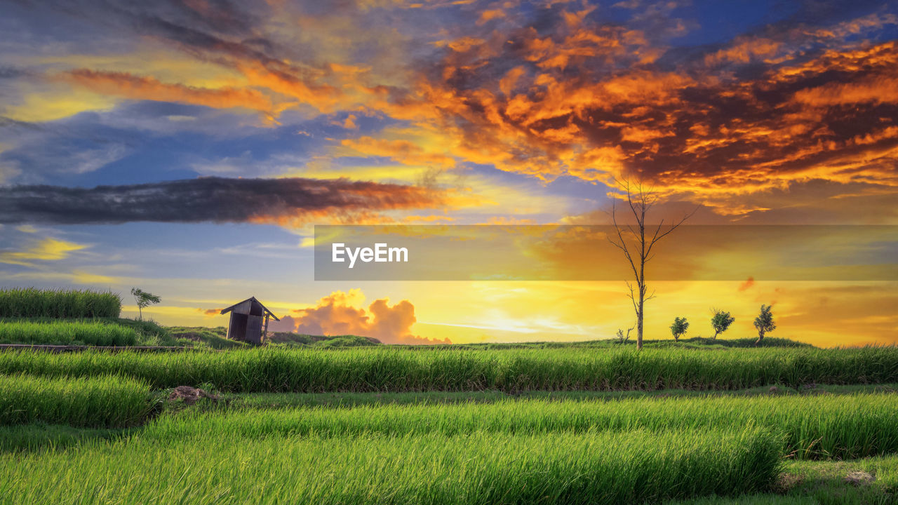 landscape, environment, sky, field, land, rural scene, cloud, agriculture, sunset, plant, horizon, plain, scenics - nature, crop, nature, beauty in nature, farm, prairie, grassland, grass, meadow, cereal plant, sun, growth, architecture, sunlight, dramatic sky, dawn, tranquility, social issues, building, outdoors, green, rural area, tree, environmental conservation, tranquil scene, no people, twilight, food, built structure, cloudscape, food and drink, rice paddy, occupation, summer, house, multi colored, rice, idyllic, orange color, barley, non-urban scene, hill, paddy field, evening, flower