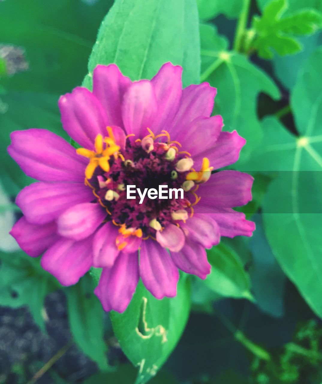 CLOSE-UP OF PINK FLOWER BLOOMING OUTDOORS