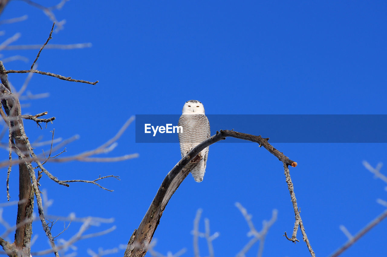 Low angle view of snowy owl perching on twig against clear blue sky