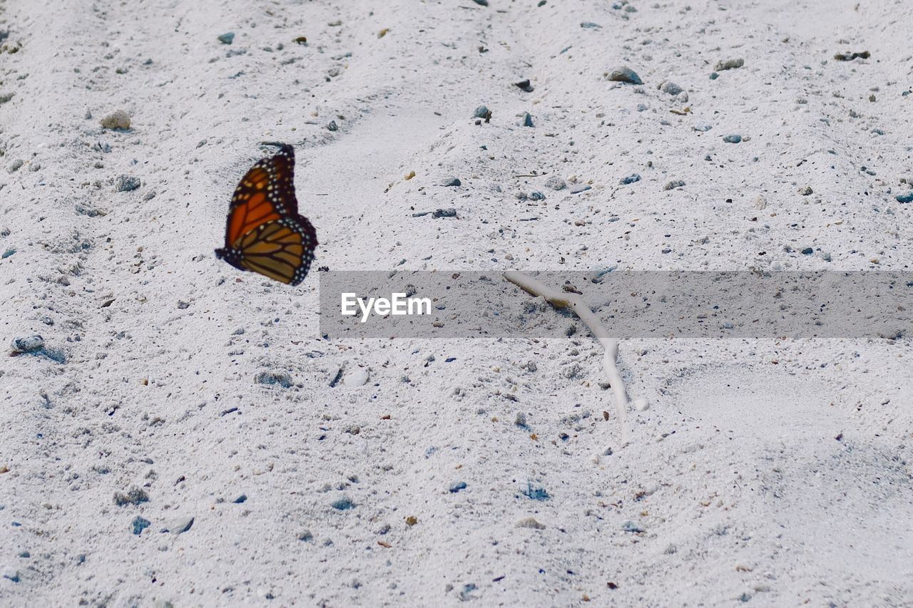 Monarch butterfly on the beach