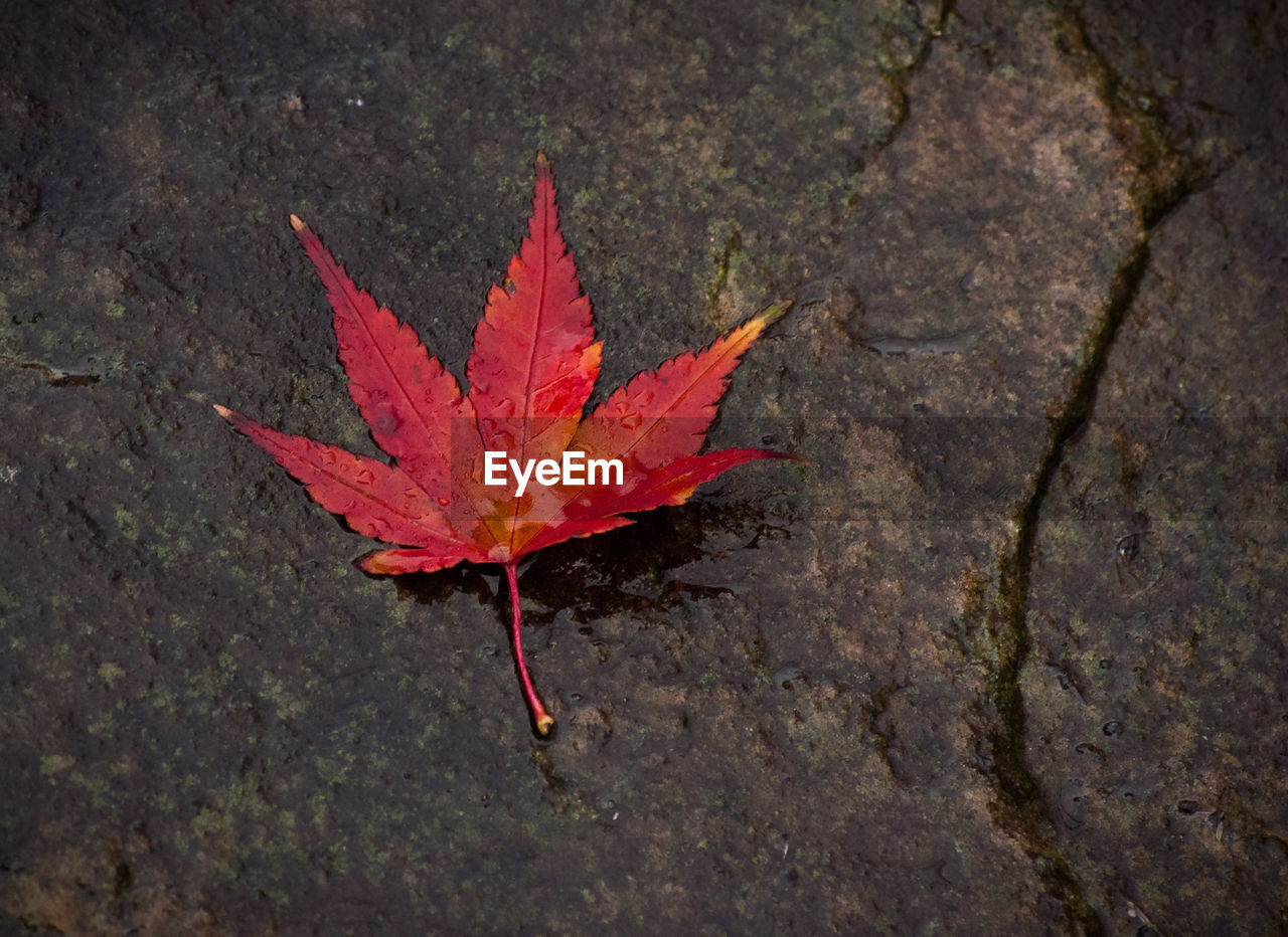 Close-up of red maple leaf on water