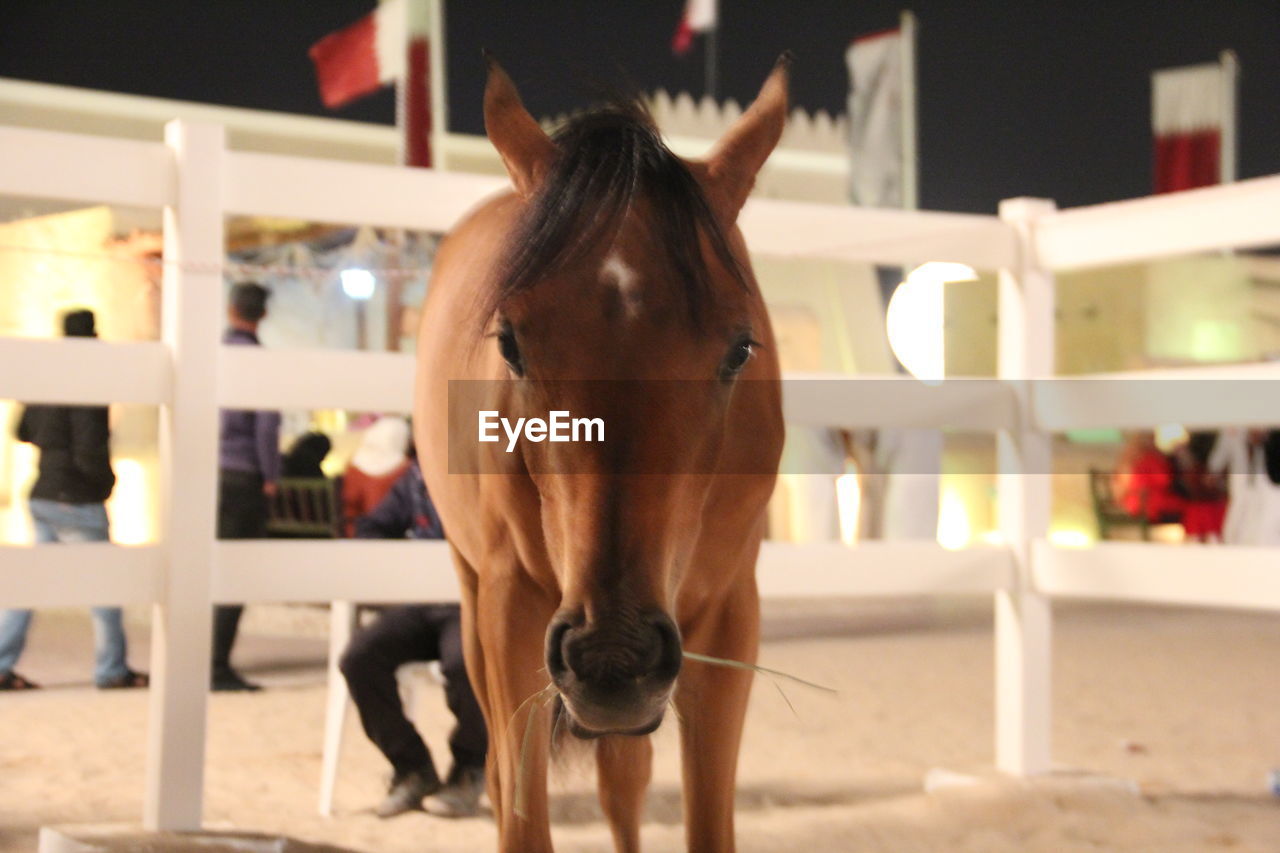 PORTRAIT OF HORSE STANDING IN ILLUMINATED NIGHTCLUB