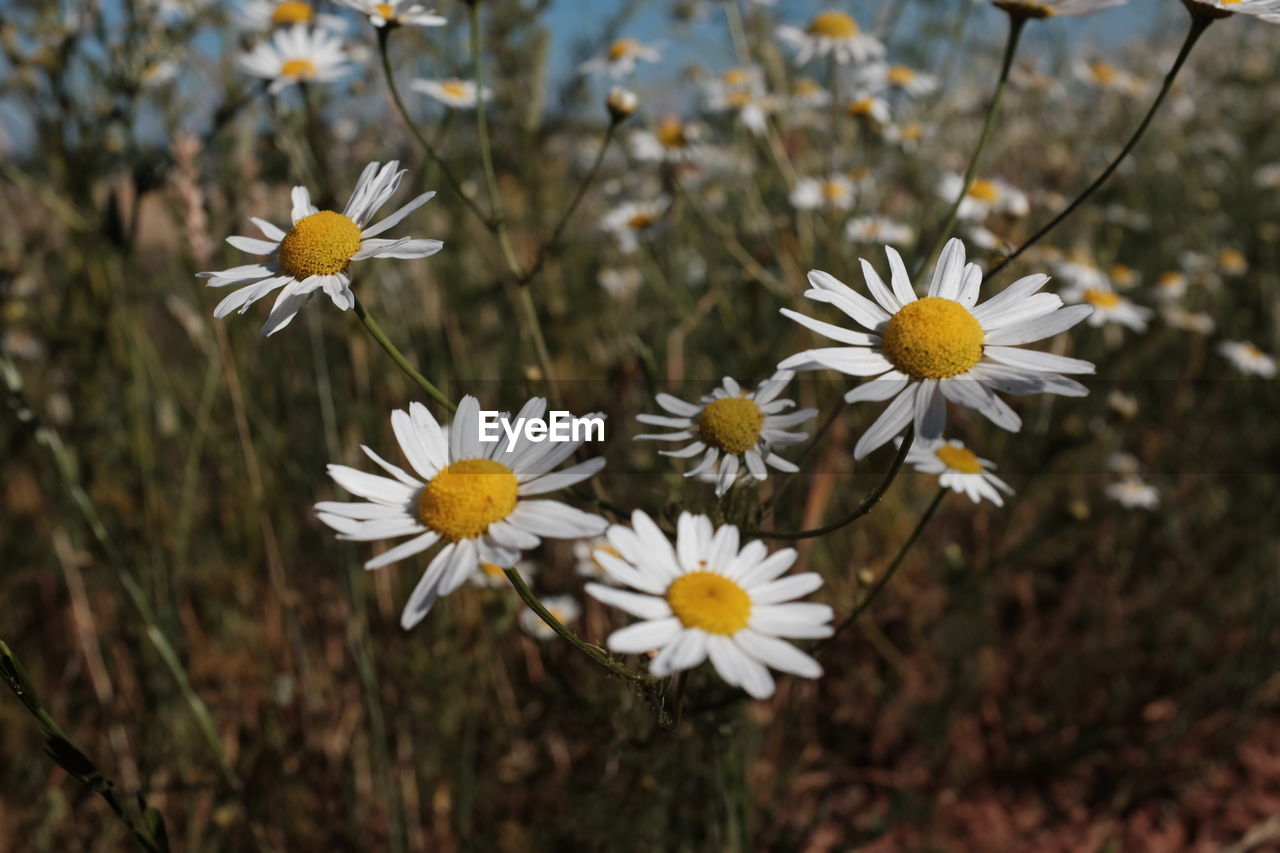 Close-up of yellow flowers blooming outdoors