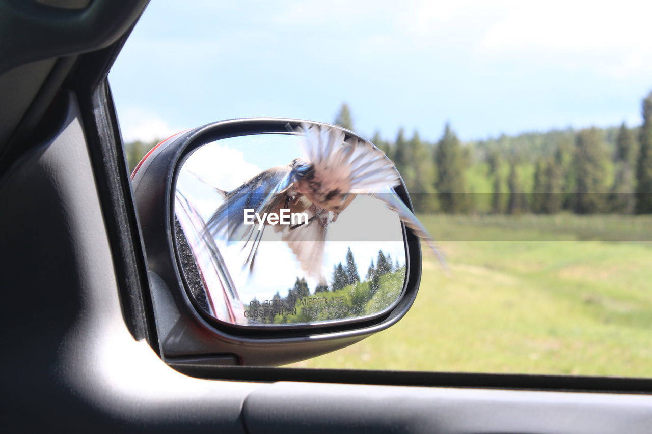 Reflection of bird on side-view mirror