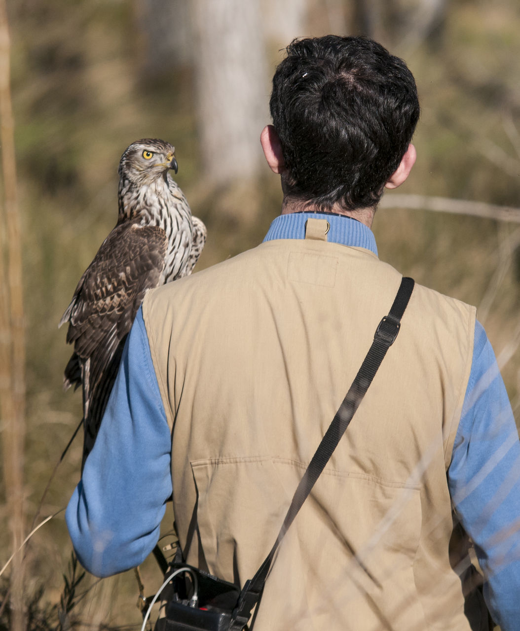 Rear view of man with falcon on sunny day