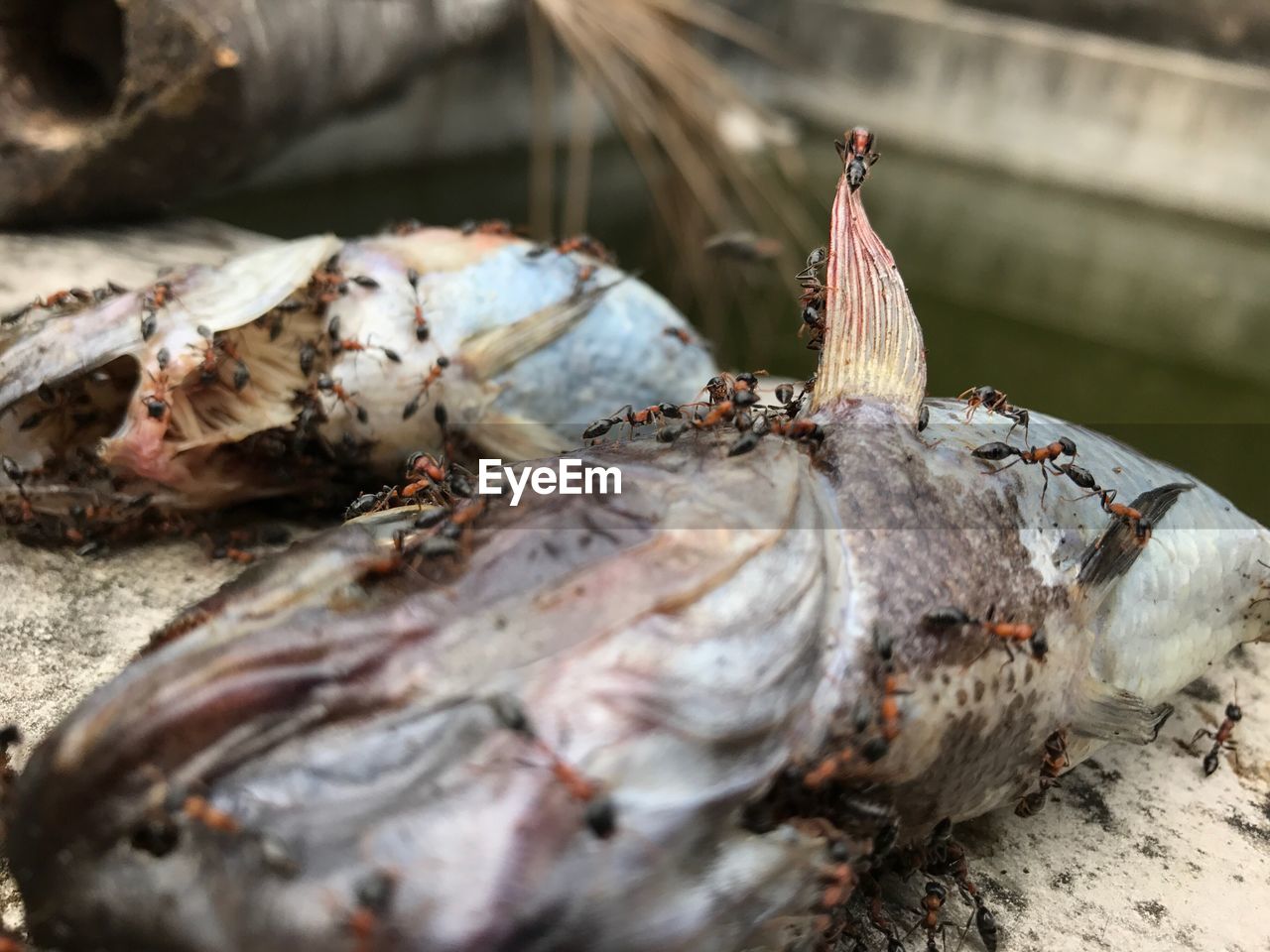 Close-up of insects on dead fish