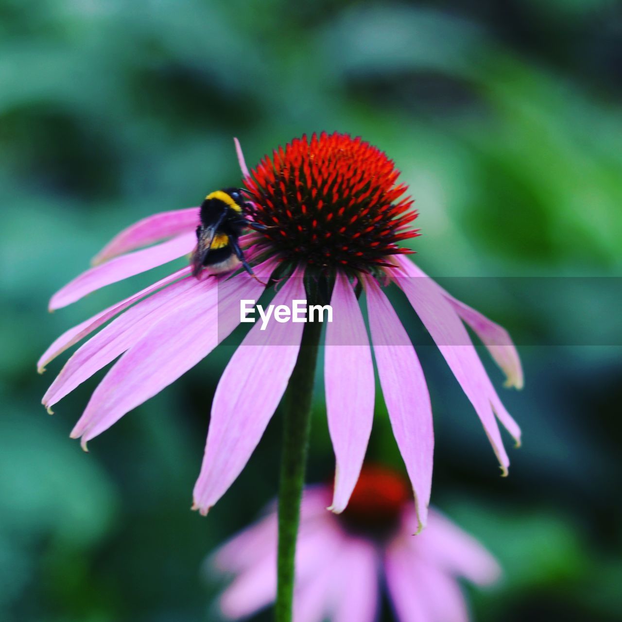 CLOSE-UP OF BEE ON CONEFLOWER